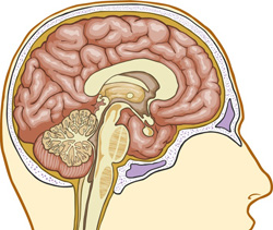 A diagram of the brain